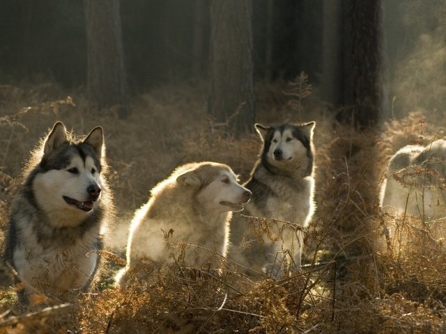прогулка с хаски