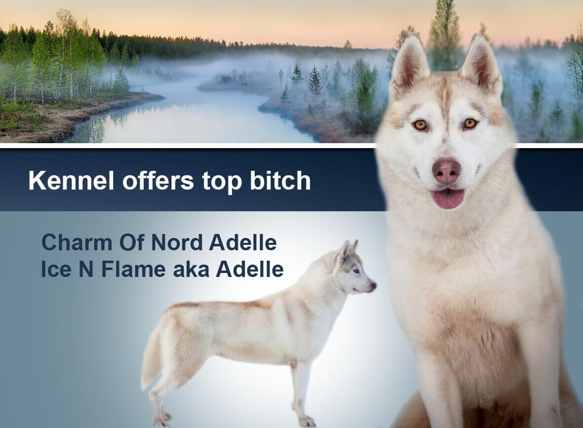 Charm Of Nord Adelle