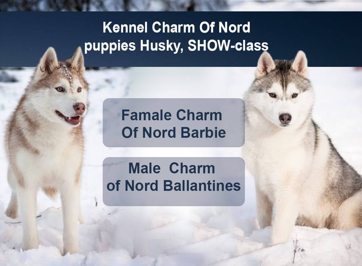 puppies Husky, SHOW-class